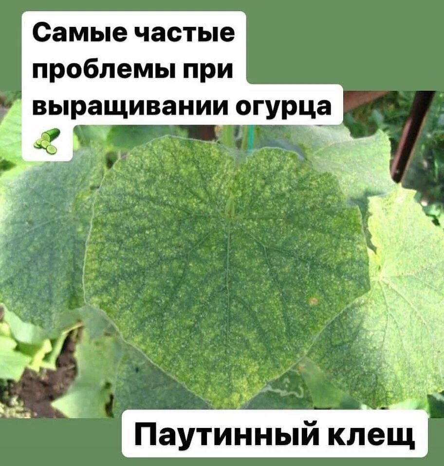 По листьям огурцов определить что им. По листьям огурцов определить что им