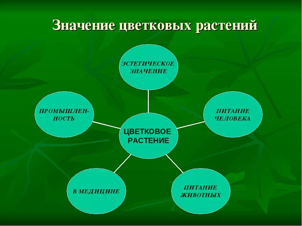 Какое значение для растения. Значение цветковых растений в жизни человека. Роль цветковых растений. Роль цветковых растений в природе. Значение цветковых растений в природе и жизни человека.