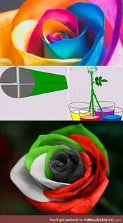 Розы сделать цветными