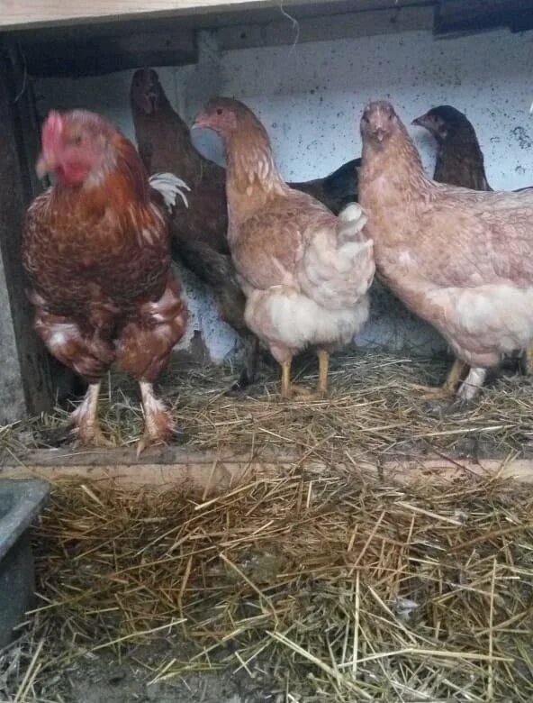 куры несушки в свердловской. курочки продажа. курочек несушек до 6 месяцев. кто продает куры несушки. птицефабрика реализует кур несушек.