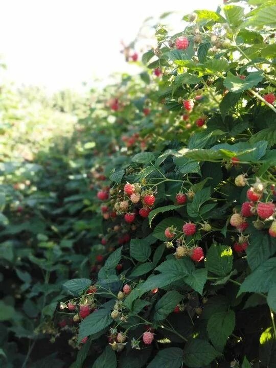 Малина Изобильная Казакова. Малина Изобильная куст. Малина ремонтантная поклон Казакову. Сорт малины поклон Казакову.