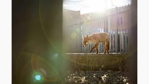 British wildlife photography awards 2024
