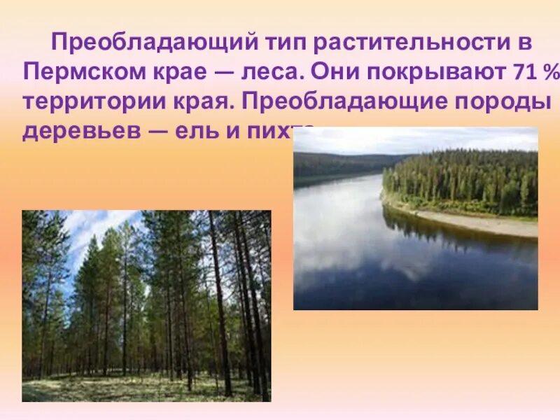 Растительный мир Пермского края. Охрана природы Пермского края. Богатство Пермского края. Почему пермский край называют краем