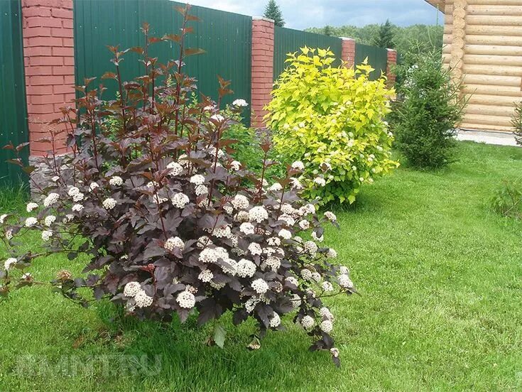 АРХИТЕКТУРА ЛАНДШАФТНЫЙ ДИЗАЙН ВКонтакте Backyard garden design, Easy garden, Ou