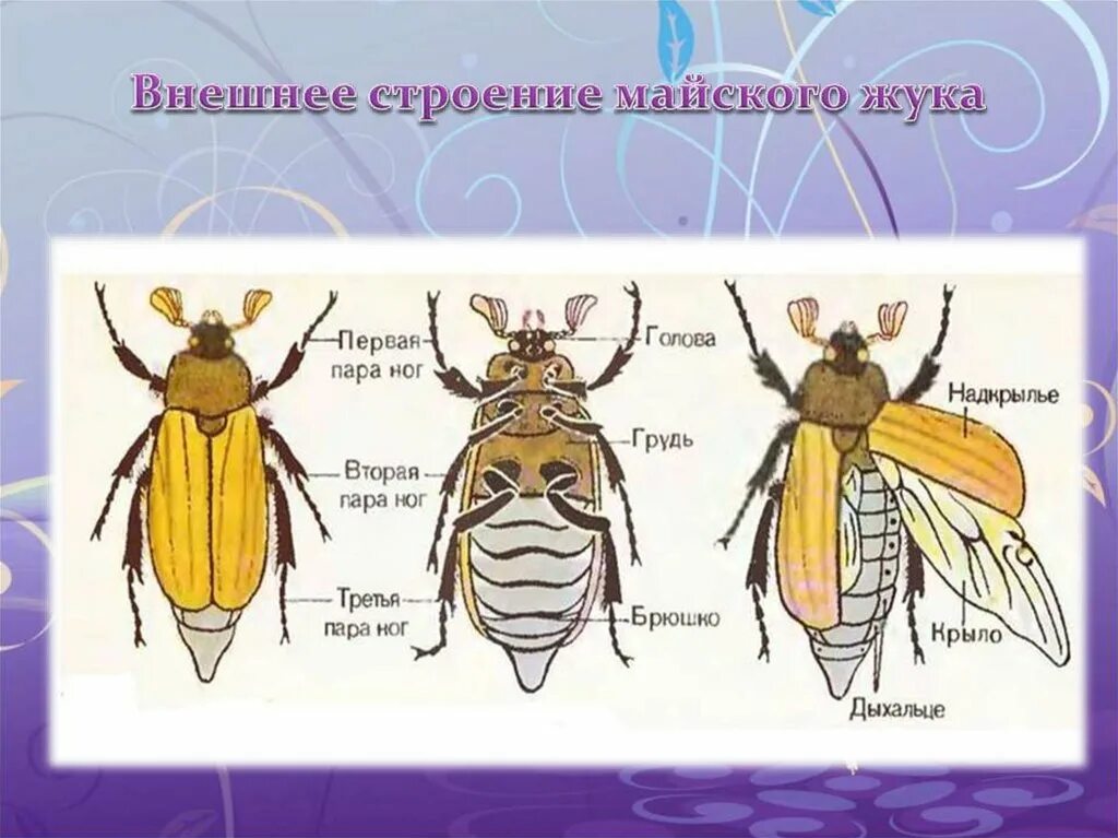 Строение насекомого майского жука. Класс насекомые внешнее строение майского жука. Внешнее строение хруща майского. Хрущ Майский строение. Строение насекомых Майский Жук.