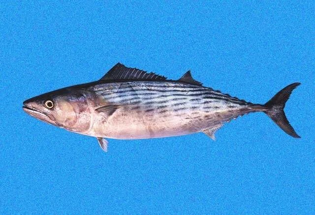 Пеламида рыба черноморская. Пеламида рыба черноморская. Черноморская скумбрия пеламида. Черноморский тунец пеламида. Рыба пеламида бонито.