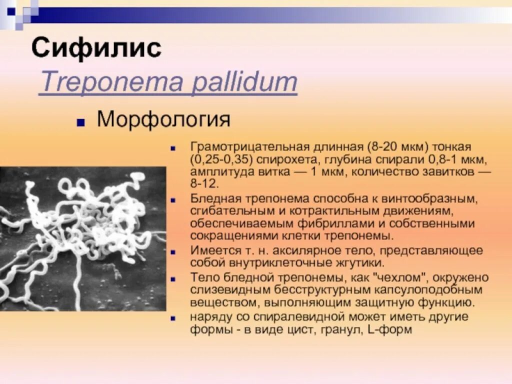 Что означает трепонема. Сифилис микробиология морфология. возбудитель сифилиса морфология. трепонема паллидум строение.