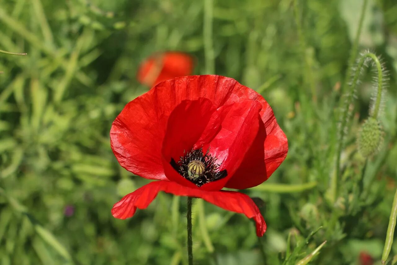 ). мак самосейка русская роза. мак ftt93. стороны мака. красный мак цветок.