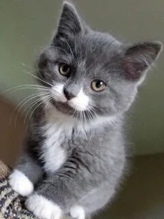 Маленькие бело серые коты