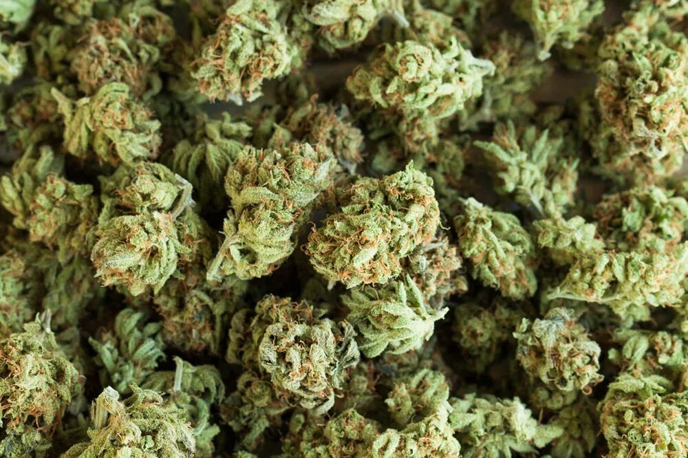 Как выглядит башка. Гидропон наркотик. Бошки канабис. Трава бошки канабис. Как выглядит башка.