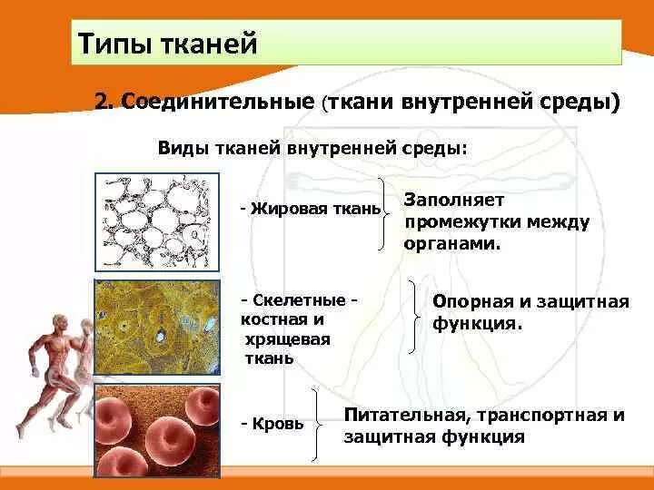 Ткань выполняющая опорную функцию организма. Строение тканей внутренней среды. Виды тканей внутренней среды. Внутренняя среда соединительной ткани. Ткани внутренней среды соединительная ткань.