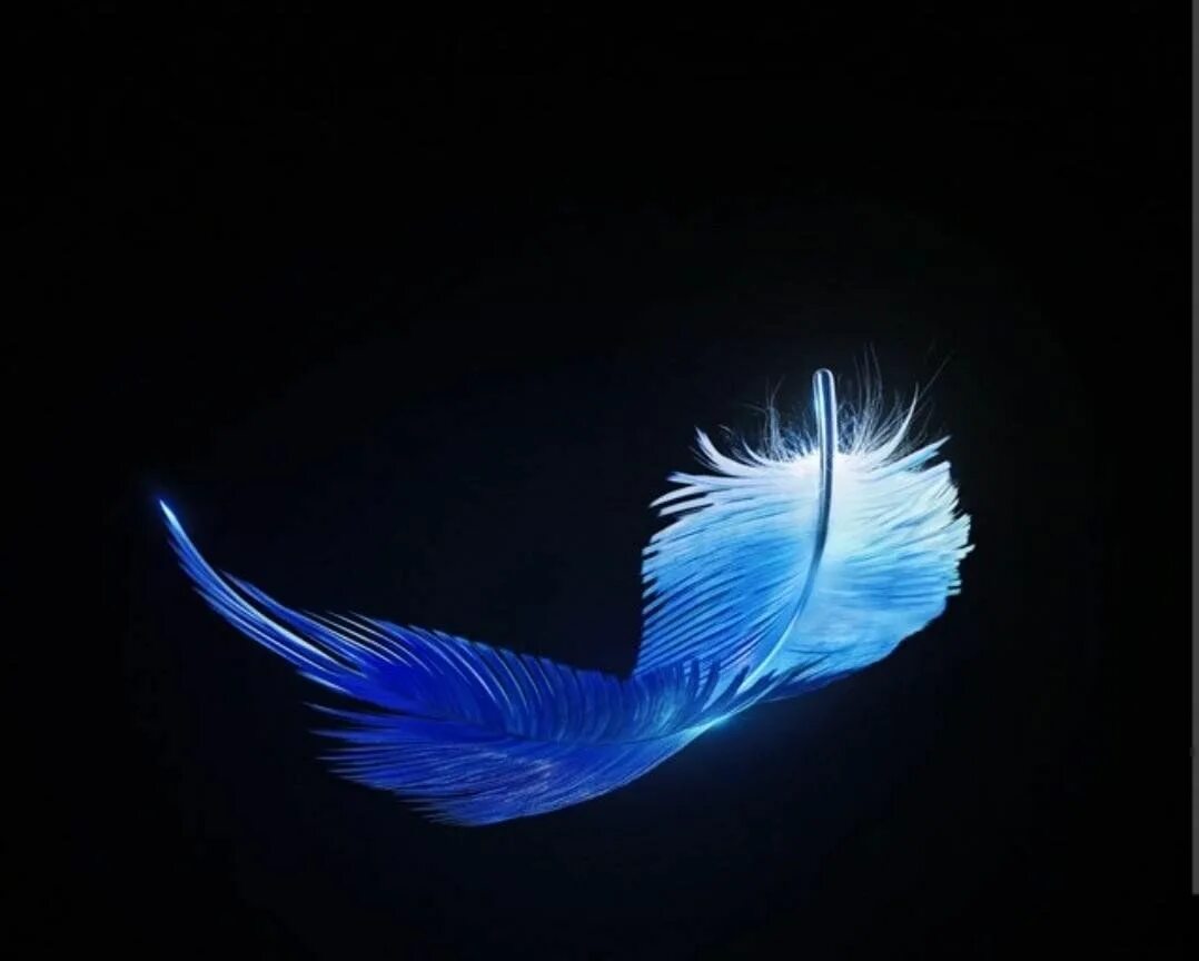 Синяя птица д. Синяя птица 2022. Зимние птицы. Sinia ptitsa. Темно синяя птица.