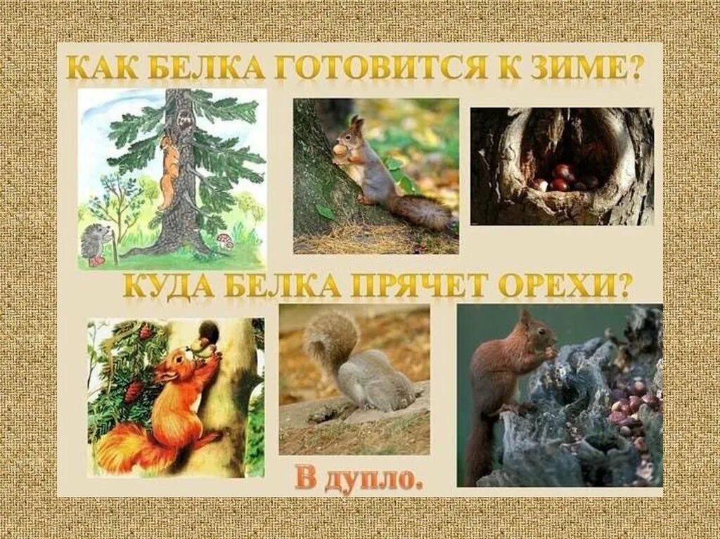 Подготовить как животные. Животные готовятся к зиме. как звери готовятся к зиме. дикие животные готовятся к зиме. подготовка зверей к зиме.