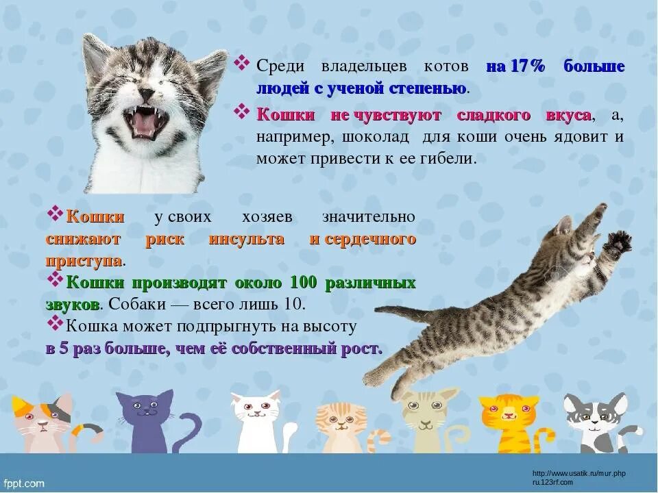 Кошки предсказывают землетрясения. Кошка предсказатель. Кошки не чувствуют сладкого. Влияние кошек на человека. Кошки могут чувствовать.