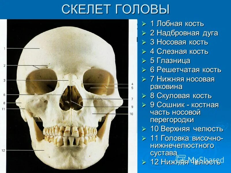 Лобная отдел скелета. Скелет головы скуловая кость. Кости черепа лобная кость. Скелет головы 1 лобная. Скелет головы человека сошник.