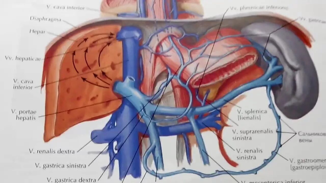 Печень расширены вены. Воротная Вена печени анатомия. Нижняя полая Вена анатомия печень. Система воротной вены анатомия. Воротная селезёночная Вена печени.
