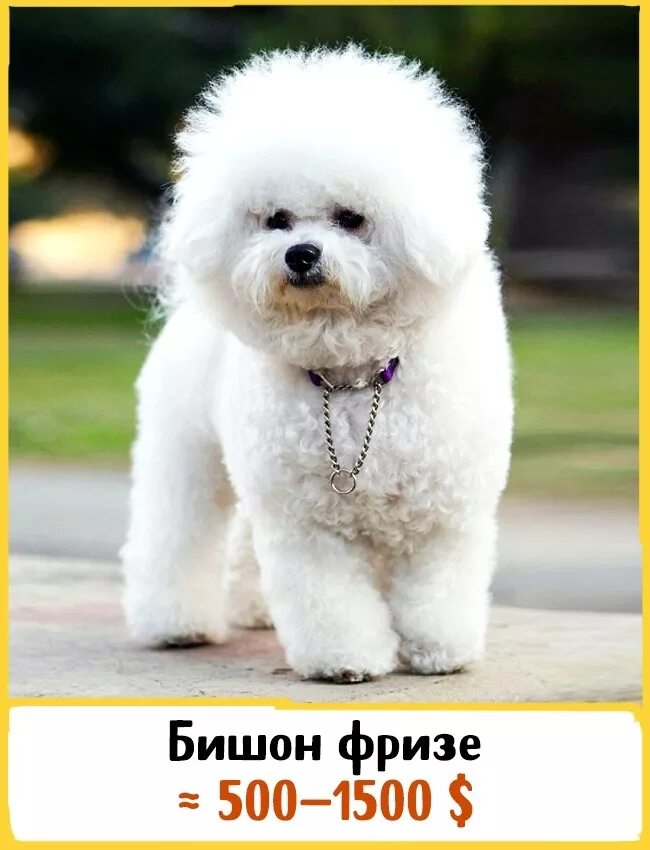 карликовый пудель мартипу. померанский шпиц пуппи. бишон мальтипу. французская порода бишон фризе. померанский шпиц боо щенок.