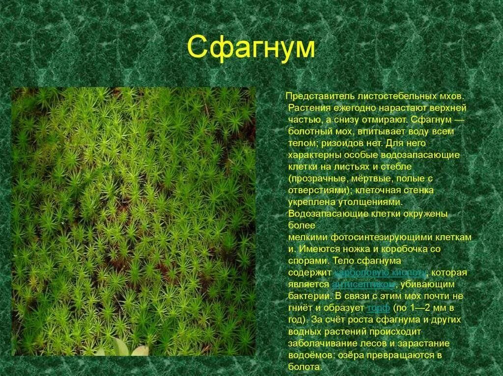 Мох факты. Мох сфагнум. моховидные растения сфагнум. сфагнум болотный покрытосеменной. сфагновые мхи.