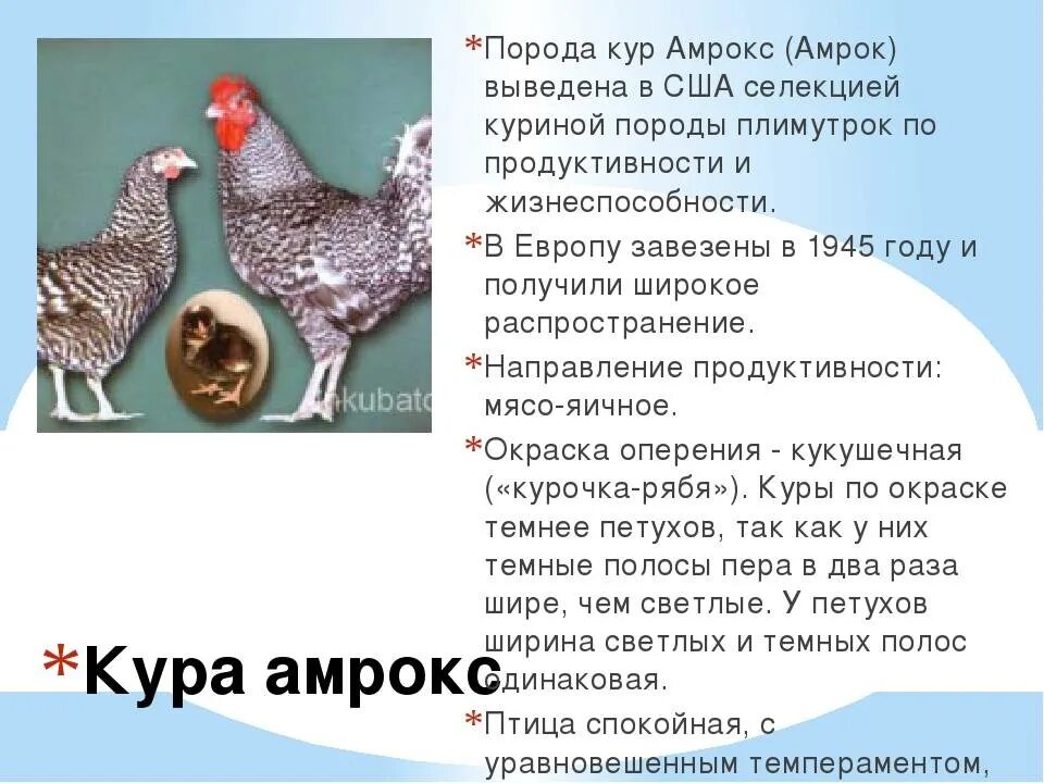 Курица доминанта порода описание породы. Куры несушки Амрокс. Амрокс куры описание породы. Амрокс куры яйценоскость. Амрокс порода кур яйценоскость.