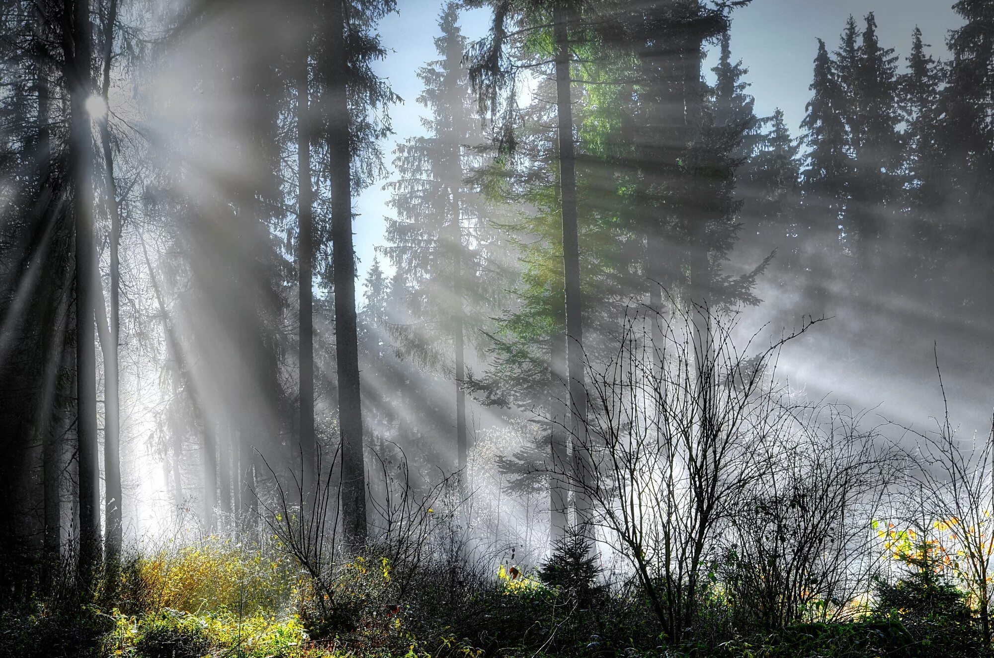 Лес туман лето. Лес в тумане. Туманный пейзаж. Утренний туман в лесу. Утро в лесу.