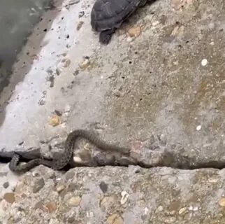 Змеи в новороссийске