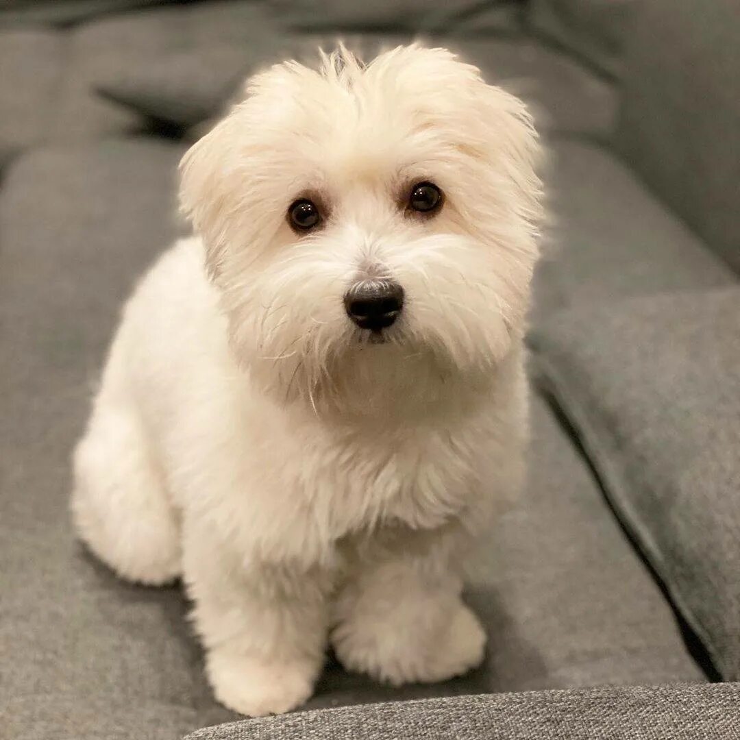 Болонка котон де тулеар. Порода коттон де тулеар. Котон де тулеар. Котон-де-тулеар собака. Котон де тулеар.