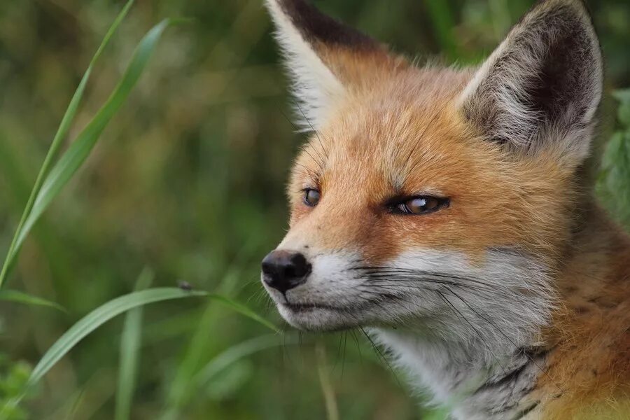 Береза повислая форма листовой пластинки. Смешная лиса. Подн лись. Милые лисята. Лиса хвост.