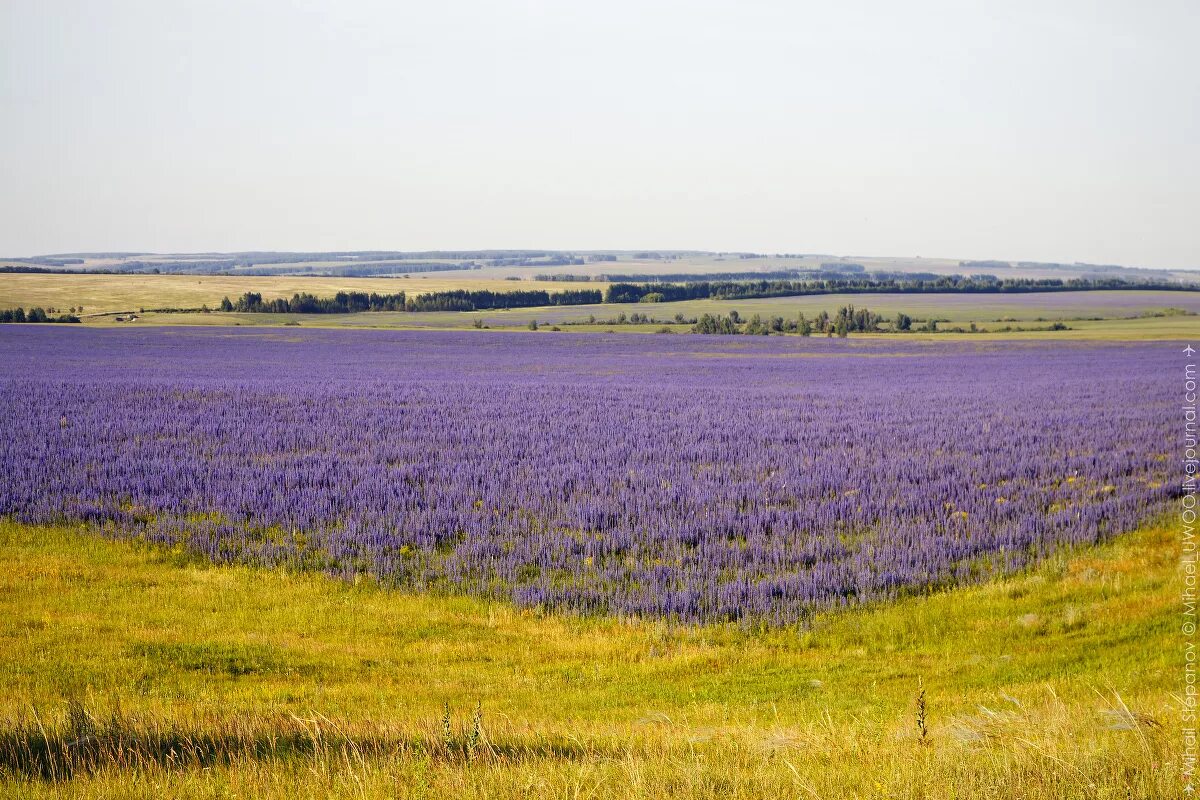 Оренбуржье фото. Оренбургские степи Шарлыкский район. Оренбург область поля. Шарлыкская Лаванда. Природа Оренбургской степи.