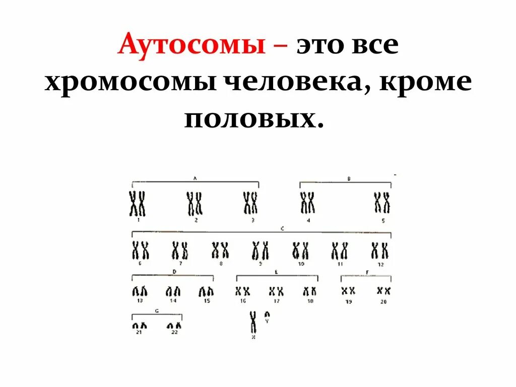 В генотипе человека аутосом