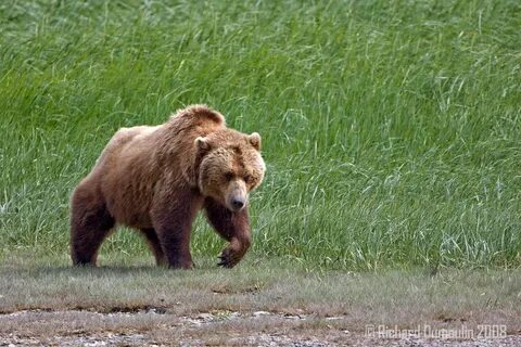 I bear
