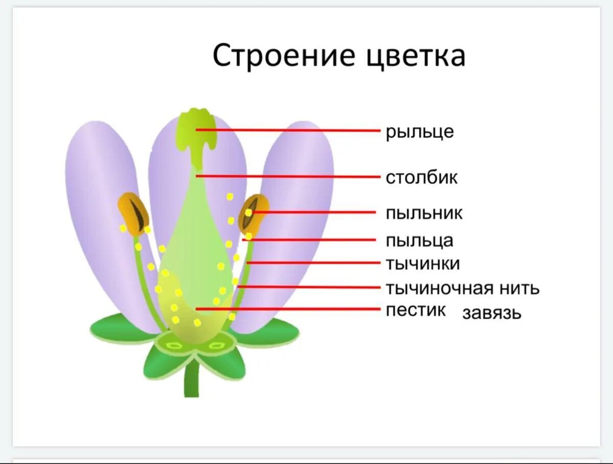 Пыльник тычиночная нить рыльце. Внутреннее строение пестика растения. Генеративные органы цветки строение внутреннее. Внутреннее строение покрытосеменных растений.