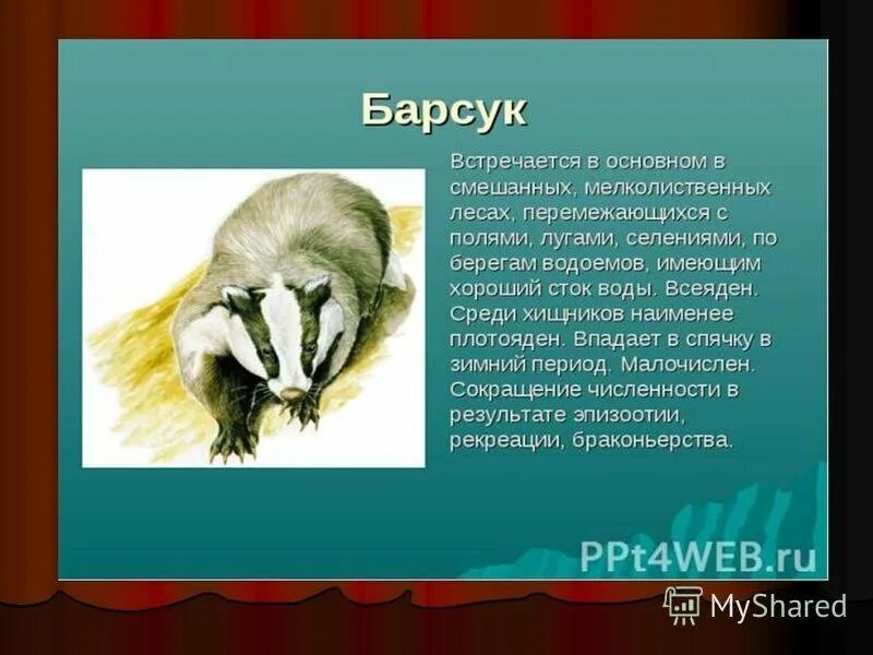 Какие животные красной книги обитают в башкортостане. Животные из красной книги Башкортостана. Животные занесенные в красную книгу Республики Башкортостан. Животные Башкирии в красной книге. Красная книга животные б.