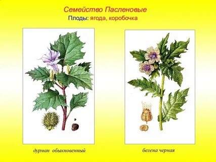 Представителя пасленовых имеющего плод коробочка