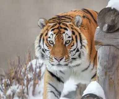 Амурский тигр исчезающий вид