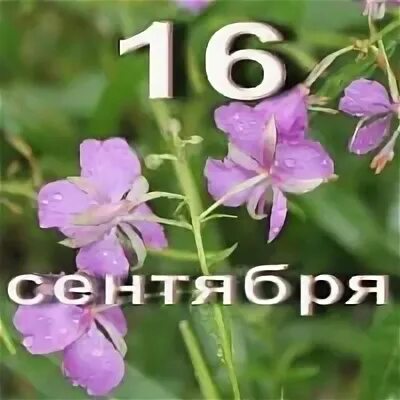 16 сентября какой день