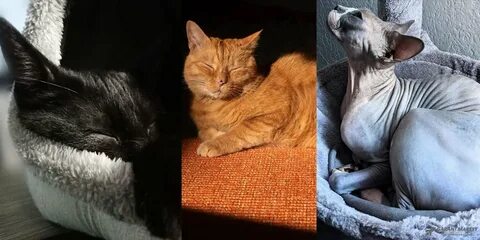Прошлая жизнь кота