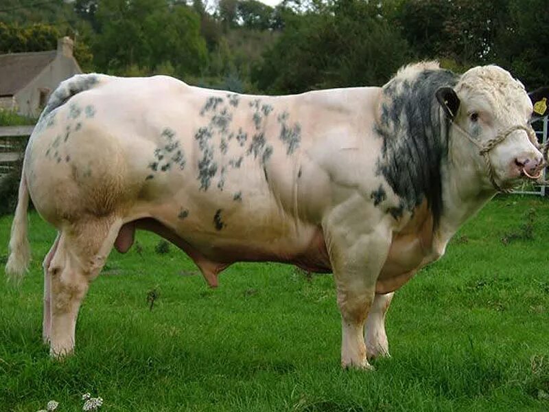 Бики н. Бельгийская мясная порода Быков. Belgian Blue Cattle. Бельгийская порода КРС. Порода КРС голубой бельгиец.