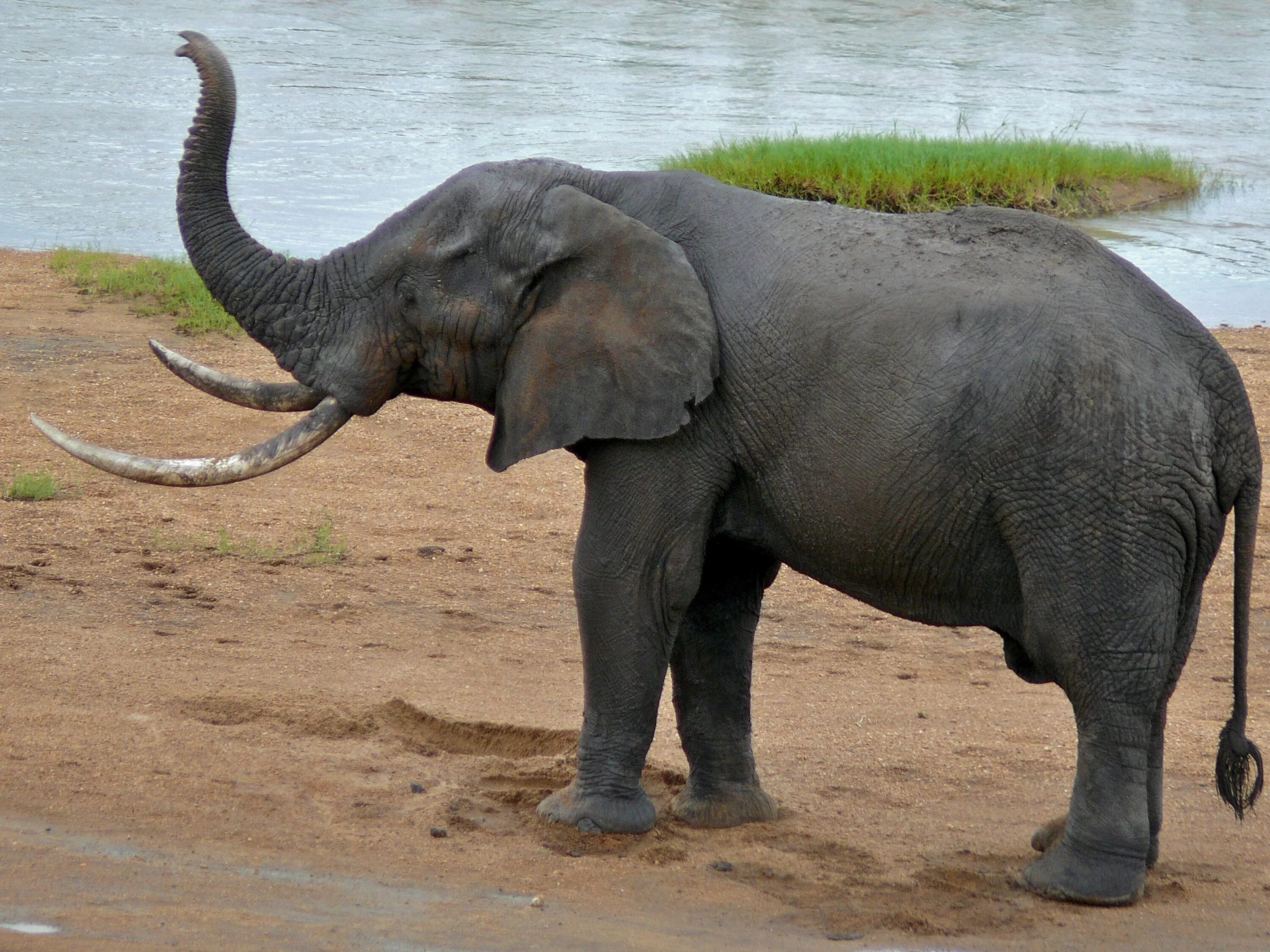 Elephant name. African Bush Elephant. Кама Elephant 6000. African Bush Elephant размер. African bull Elephant.