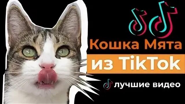 Тик ток про кошек. Мята кошка из тик. Кот мята из тик ток. Кошка мята канал. Кошка из тик тока.