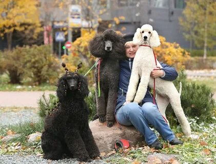 Человек пудель