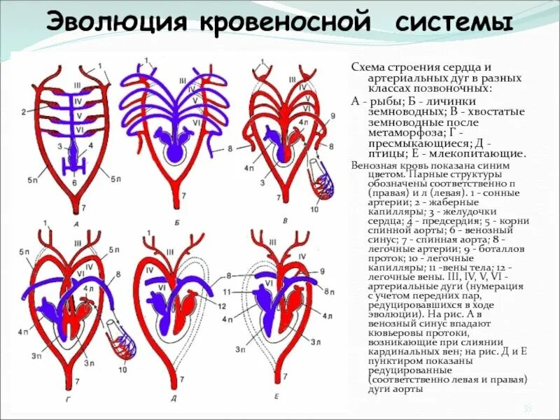 Сравнение сердца птиц и млекопитающих. Эволюция кровеносной системы позвоночных животных схема. Схема строения сердца земноводных. Дуги аорты у амфибий. Строение сердца земноводных.