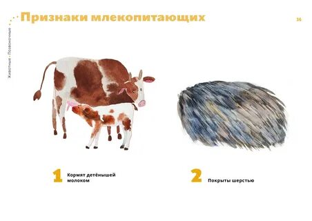 10 признаков животных