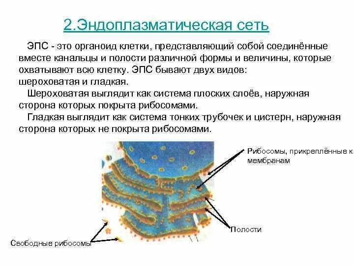 Функцией шероховатой эпс является. Эндоплазматический ретикулум строение и функции. шероховатая эндоплазматическая сеть строение. строение эпс клетки.