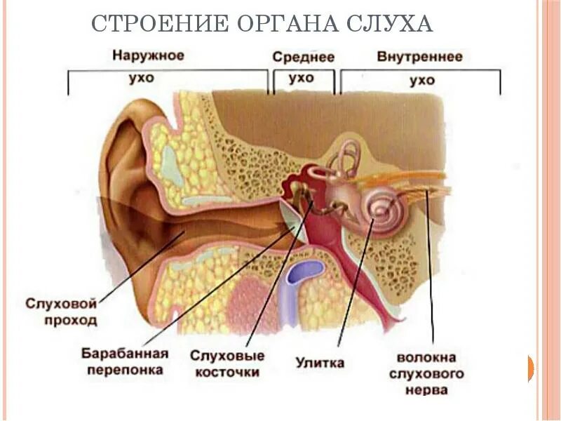 Барабанная перепонка строение уха. Строение внутреннего слухового прохода. Внутренний слуховой проход анатомия. Строение внутреннего уха орган слуха.