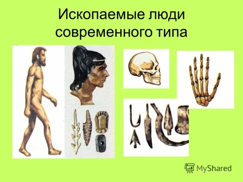 Эволюция человека ископаемые. Древнейшие древние и ископаемые люди современного типа. Питекантроп. Австралопитек характерные черты. Эволюция человека ископаемые.