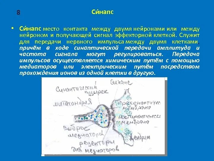 Место контакта между двумя нейронами. Синаптическая щель. Разновидности контактов между нервными клетками:. Синапс. Место контакта двух нервных клеток.
