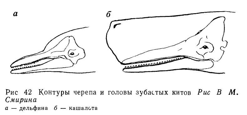 Формула зубов китообразных. Зубная формула китообразных. Отряд китообразные зубная формула. Зубная формула китообразных млекопитающих.