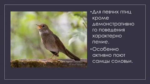 Диктант певчие птицы