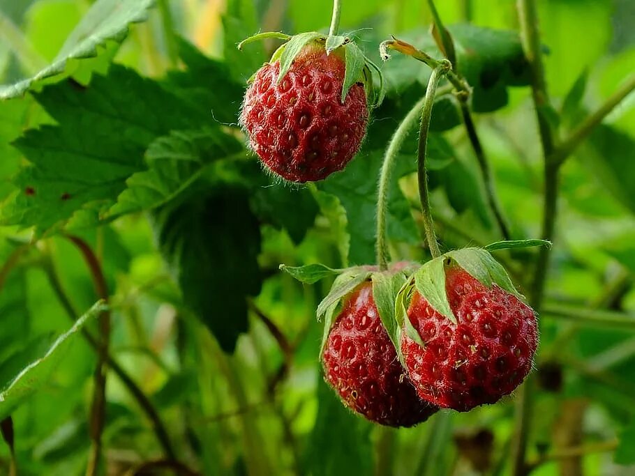 Лесная клубника и земляника. Земляника вима кимберли. Альпийская ремонтантная земляника. Wild strawberry лесная земляника. Плод клубники.