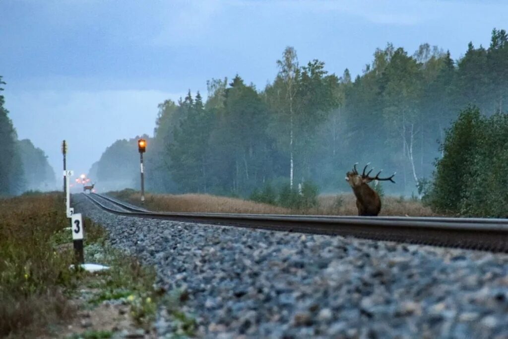 Лось железнодорожный. Лось сбитый поездом Аллегро. Лось на железнодорожных путях.